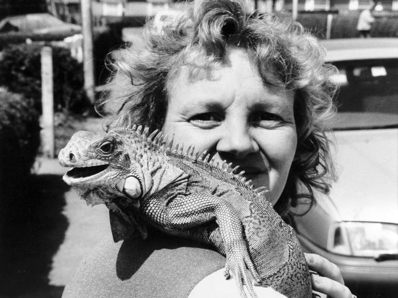 Elizabeth Berriman is reunited with Alf the iguana in July 1991. Alf had caused a police alert in Bridlington after going missing, with police warning people the 3ft-long reptile should be treated as dangerous.
