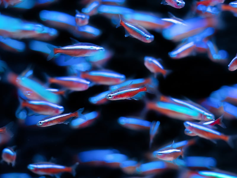 The Neon Tetra may be the most popular aquarium fish in the world, but its close cousin the Cardinal Tetra is the more colourful, with a more vibrant neon blue upper and a red stripe extending across its whole body (the Neon Teatra's only runs half way). Native to the Orinoco and Negro Rivers in South America, they are slightly less hardy than the Neon Tetra - and more expensive to buy. 
