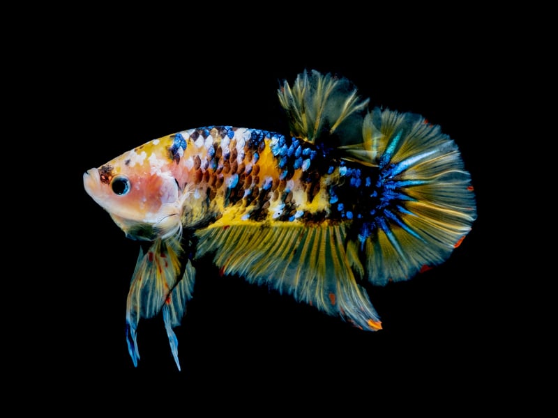 Perhaps better known at the Siamese Fighting Fish, the Betta also comes in a seemingly never-ending series of dramatic colous combinations. Among the most popular aquarium fish in the world, males are hugely aggressive and territorial - meaning only one can be kept in a tank. They can even get grumpy if they see another male in a different tank. They are endemic to central Thailand but now live in lounges around the globe. 
