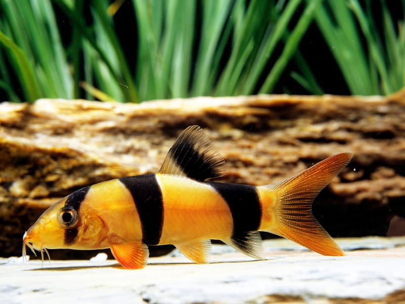 Originating on the Indonesian islands of Sumatra and Borneo, the Clown Loach is a popular aquarium fish thanks to its distinctive tiger-like orange-and-black stripes. They are highly sociable and commonly enjoy playing with other fish.