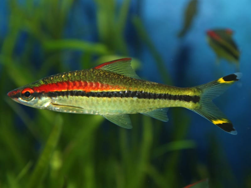 The pretty red, black, silver and yellow Redline Torpedo Barb wass nearly collected to extinction in its native India - such is their popularity with aquariasts. Rest assured that any you buy in pet shops will have been captive bred.