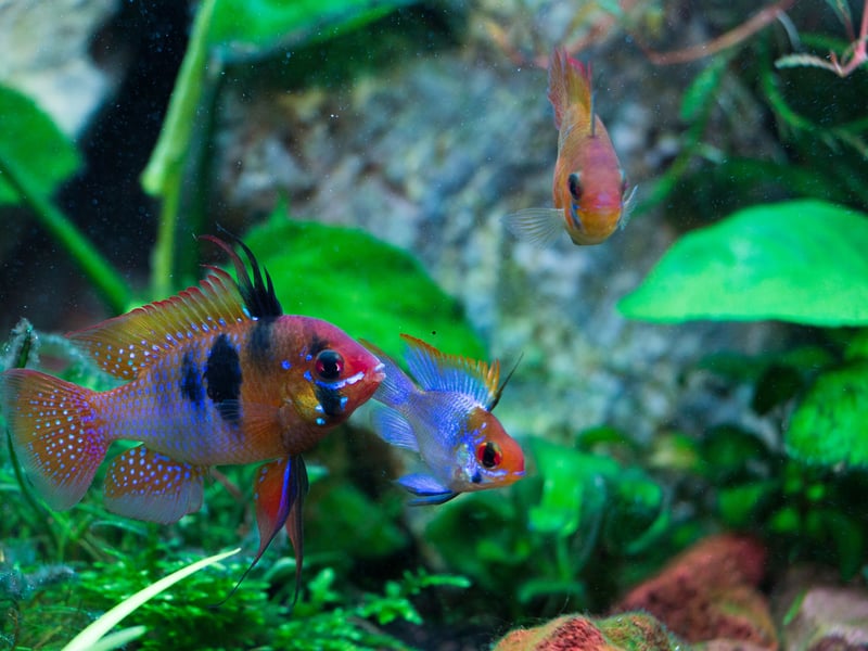 The stunning German Blue Ram is native to Venezuela and Colombia and has iridescent blue scales, a yellow body, and red accents. The dwarf cichlid flaunts is peaceful, though sensitive to water quality and prefers warmer tanks. 