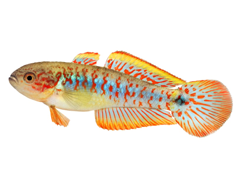 Found in Papua New Guinea, the Peacock Gudgeon have electric blue bodies with red speckles and yellow underbellies - they certainly stand out! They are a chilled fish breed perfect for planted nano aquariums.