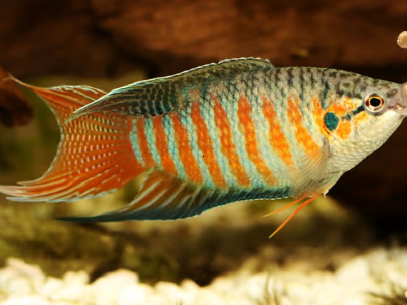 Native to East Asia, Paradise Fish have long fins and bold coloration in blues, reds, and oranges. Hardy and intelligent, you have to be a wee bit careful about the males - who can be territorial in smaller tanks.