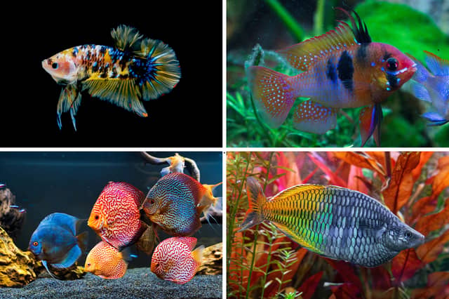 Four of the most colourful pet tropical fish.