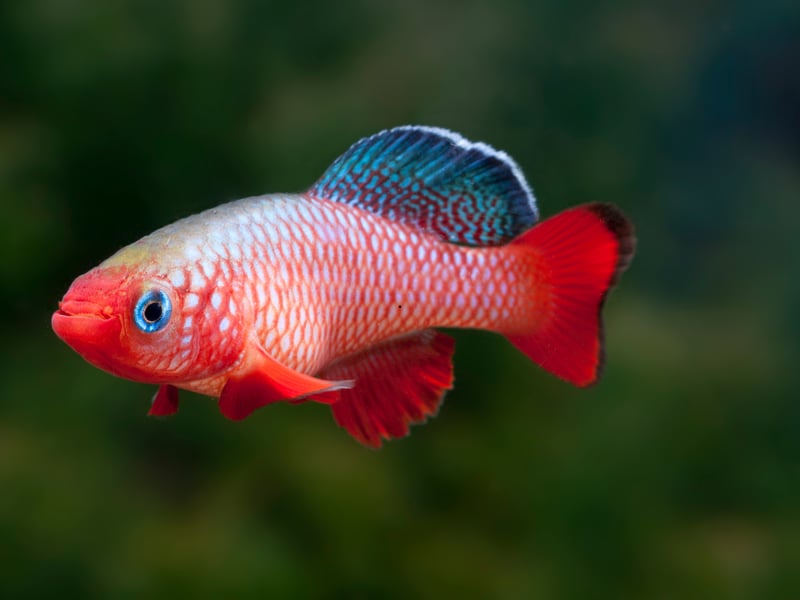 Killifish are small, brightly colored fish that display intricate patterns in shades of blue, red, yellow, and orange. Mainly found in the Americas, Killifish is the name for a number of related species of a fish - around 1,270 in total, each with its own distinctive colour pallete. A peaceful breed, they do like to jump out of the water - so make sure to keep your aquarium lid on.