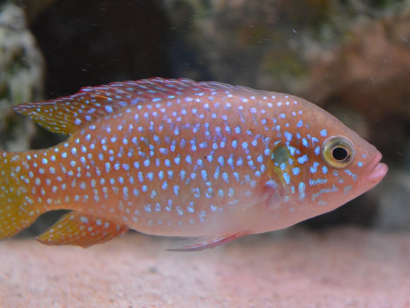 While they come in a variety of colours, the most familiar Jewel Cichlid is the spotty orange type. You'll need a tank of at least 40 gallons to keep them and, like most Chichlids, they are quite aggressive - so be careful who you choose as tankmates (other Cichlids being the safest option). 