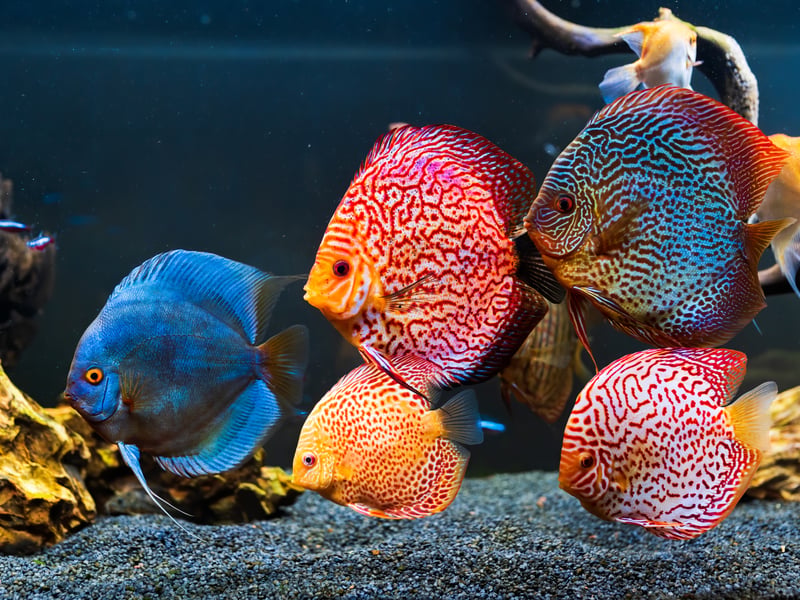 Also known as the Pompadour Fish, the Discus is a native of the Amazon River in Brazil and is highly sought after by aquariasts due to the dazzling array of colours different fish exhibit - from vivid orange to metallic turqouise. Rarer colours can go for eye-watering sums of money. There's an entire industry in Thailand dedicated to breeding these calm fish many consider to be the most beautiful of all species.