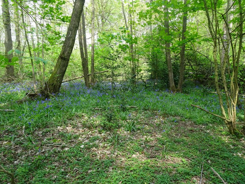 Considered a reliable spot to see bluebells during the spring season among the historic woodlands.
Location: Gospel End, Sedgley, Dudley.
