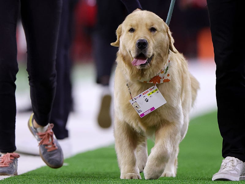 Second spot goes to the Golden Retriever, which averages a price of £1,436 - up 4.7 per cent on the yeasr before.