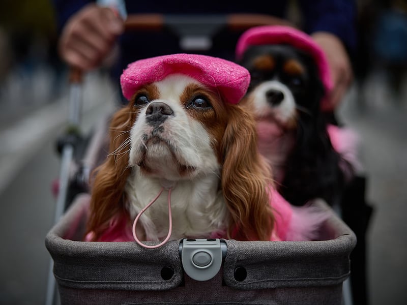 The King Charles Spaniel is the UK's most expensive dog breed, averaging a price of £1,441 - that's up 14.1 pe cent on the year before.