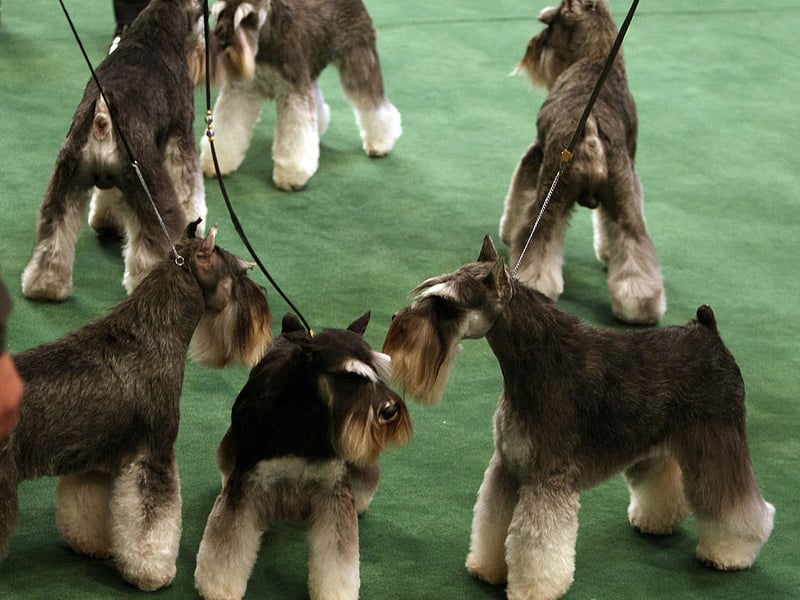 Completing our list of the most pricey pups is the adorable Miniature Schnauzer.  The average price for a puppy is £1,246 - up 14.5 per cent in a year.