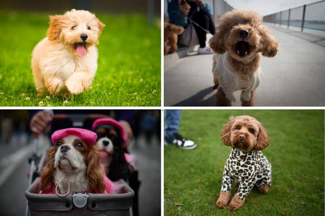 Four of the most expensive dog breeds.