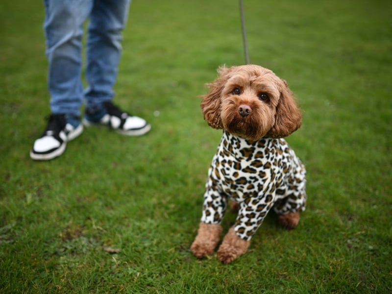 The Cavapoo is a charming mix between the Cavalier King Charles Spaniel and the Poodle - both breeds which have already appeared on this list. Sometimes known as the Cavoodle, expect to pay an average of £1,281 for a pup - 17.1 per cent more than last year.