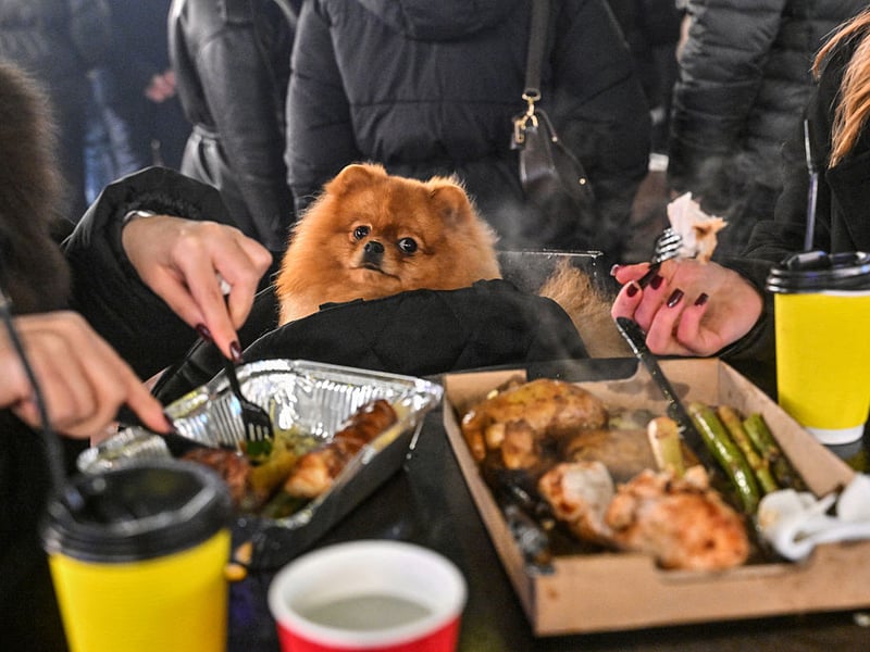 The tiny Pomeranian would be cheap if dogs were sold by the pound. They're not though, so these wee characters come in at an average of £1,342 - up 11.4 per cent on the year before.