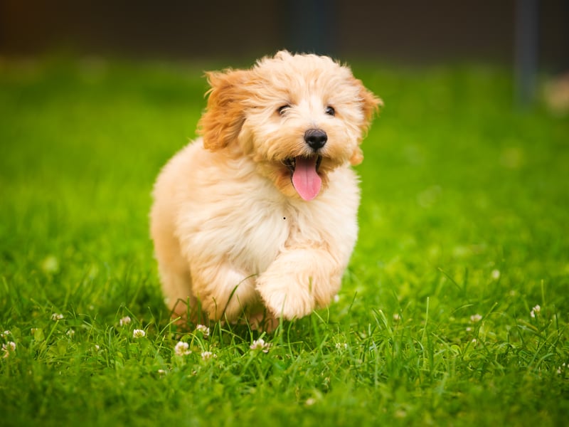 Also known as the Moodle, the Maltipoo is an adorable cross between a Maltese and a Poodle. They were the third most expensive dog last year, averaging £1,434 - up 11.5 per cent on last year.