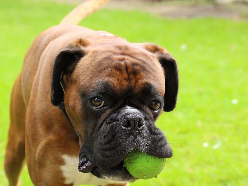 The Boxer is one of the friendlist breeds of dog there is - but that comes at a premium average price of £1,357. That's an increase of 14.2 per cent over a 12 month period.