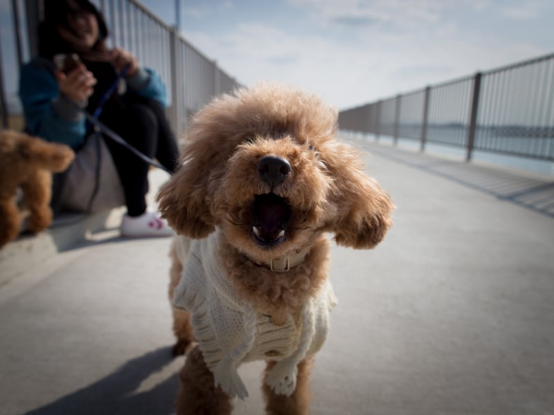 The Poodle comes in three sizes, but it's the smallest one that commands the highest prices. You can expect to pay an average of £1,334 for a Toy Poodle - a whopping 21.2 per cent increase on the year before.