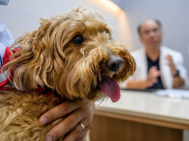 Another so-called 'designer dog' takes fourth sport. The Goldendoodle is a cross between a Golden Retriever and a Poodle and cost an average of £1,386 - that's a year-on-year increase of 11 per cent.