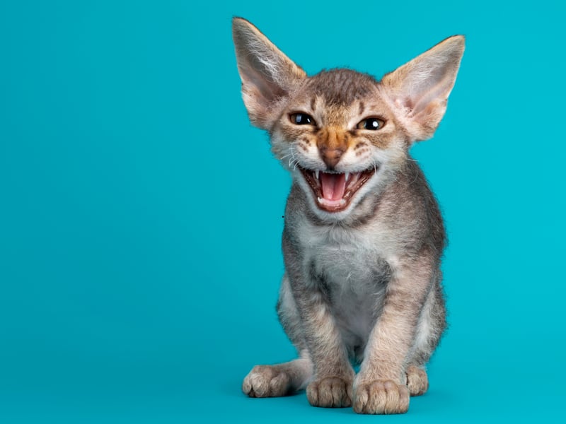 A variety of rex cat named after its adorable curly hair (or perm). the LaPerm grows to 5-10 pounds. It was first bred in America and are affectionate, active, and outgoing in character.