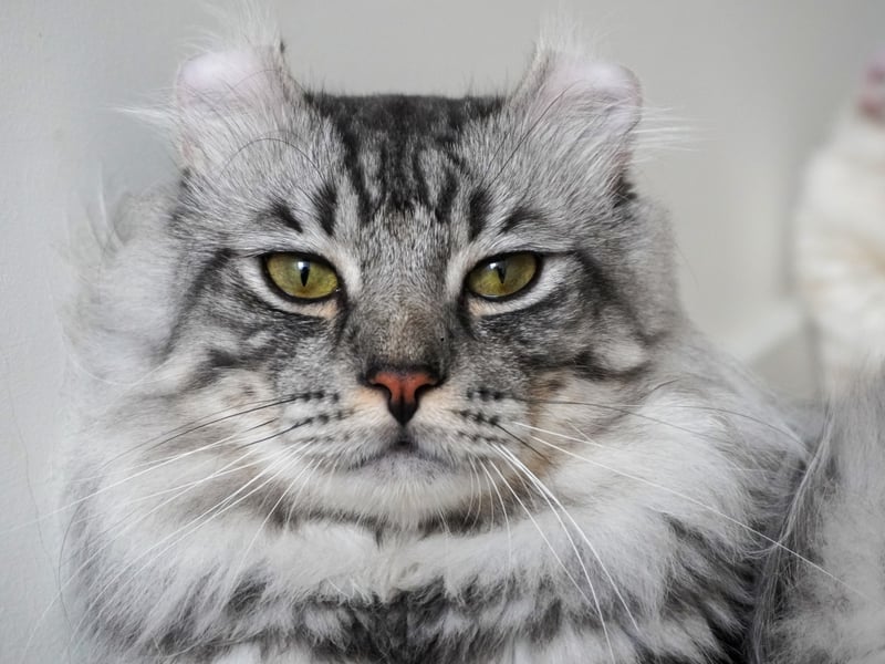 Easy to identify from their backward-curled ears - the result of a genetic mutation that sadly makes them susceptible to health issues - American Curls tend to weigh a lightweight 5–10 pounds. First bred in California, they are an adaptable breed that love humans. 