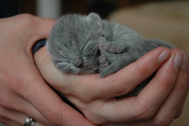 All cat are born small, but some grow considerably less than others.