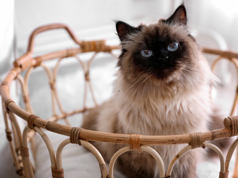 Another small cat breed closely related to the Siamese - it's essentially same cat but with a medium-length silky coat and a distinctively plumed tail - Balinese cats tend to weigh 5–10 pounds. They have a talkative and affectionate personality, and tend to be very intelligent cats.
