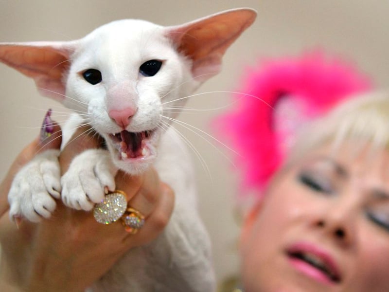 A close relation of the Siamese Cat, the Oriental Shorthair has a similarly almond-shaped eyes and distinctively triangular heads and ears. The tend to grow to 5-10 pounds and are massively social and playful pets - often enjoing a game of fetch like a tiny feline Labrador. | Canva/Getty Images