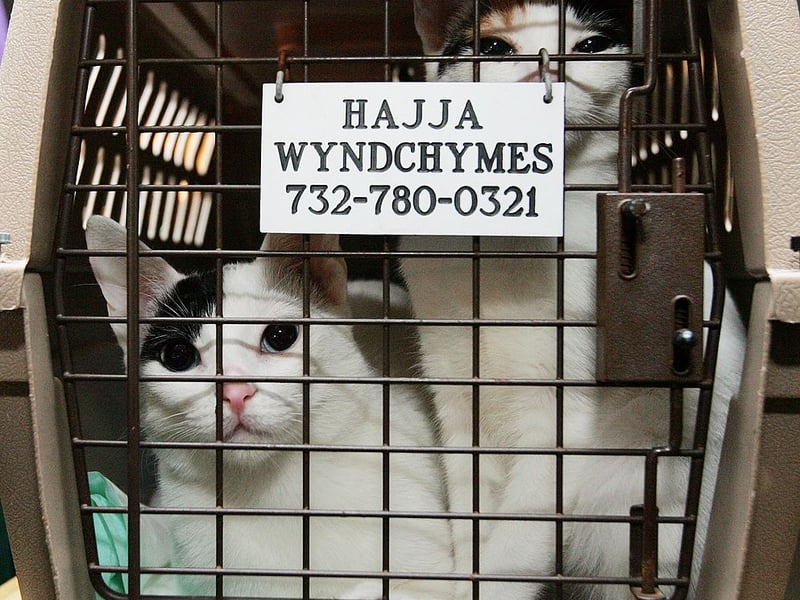An ancient breed from Japan, the Japanese Bobtail is named after its distinctive tail that looks more like a rabbit's that a cat's. The Japanese see the breed as a symbol of good luck, and they grow to around 5-10 pounds. 
