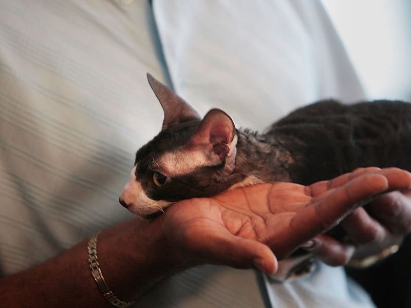 Another tiny furry cutie, the Cornish Rex tends to grow to 5-9 pounds. These cats are real wee acrobats, meaning they always both look like and act like kittens - even in their more advanced years. 