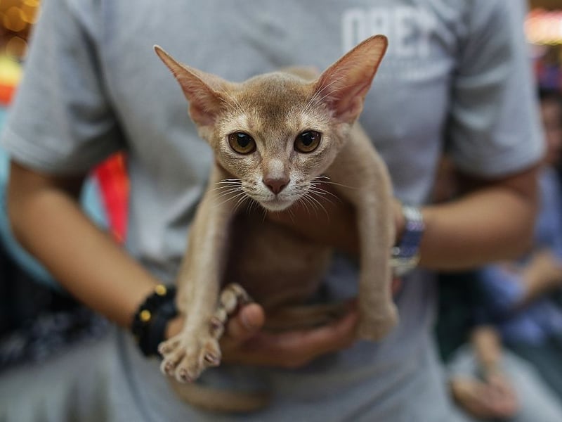 Abyssinians are active and muscular cats but relatively lightweight, weighing from 6–10 pounds. They were first brought over to the UK from Abyssinia - the country now known as Ethiopia. 