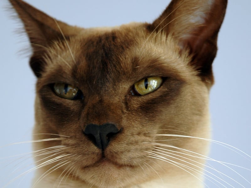 Completing our list of the world's smallest pet cat breeds it the Tonkinese - a small, muscular cat combining Siamese and Burmese traits. It is friendly, social, thrives on attention and interactive play, and grows to between 6–12 pounds.