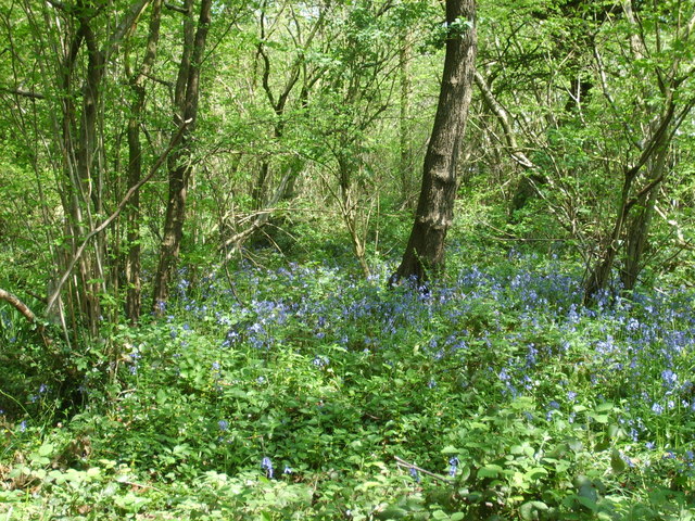 Perhaps this is one of the top places in the Black Country to see bluebells in bloom, people also travel to Alder Coppice to see a wide variety of woodland flowers. Location: Northway, Sedgley, Dudley