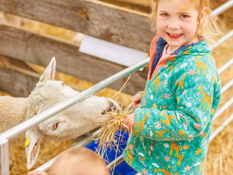 Lizzie feeding sheep.