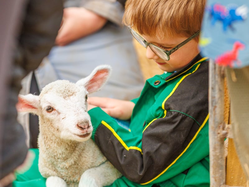 Excited families got the opportunity to meet adorable lambs at Westlands Farm.
