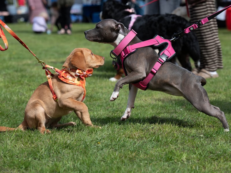 The fundraiser at People’s Park in Kirkham brought together dogs of all shapes and sizes.