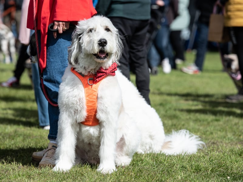 The Kirkham Spring Festival offered a fun day out, including a charity dog show organised by Homeless Hounds.