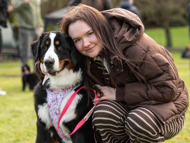 A 17-month-old Bernese Mountain Dog gets ready to enter the ring at the charity dog show in aid of Homeless Hounds.