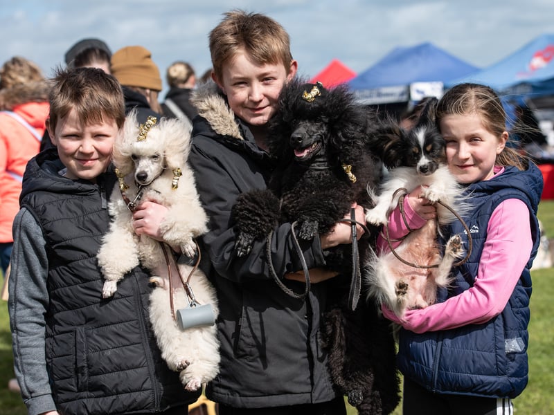 All pooches were welcome at the charity dog show, including these adorable poodles.