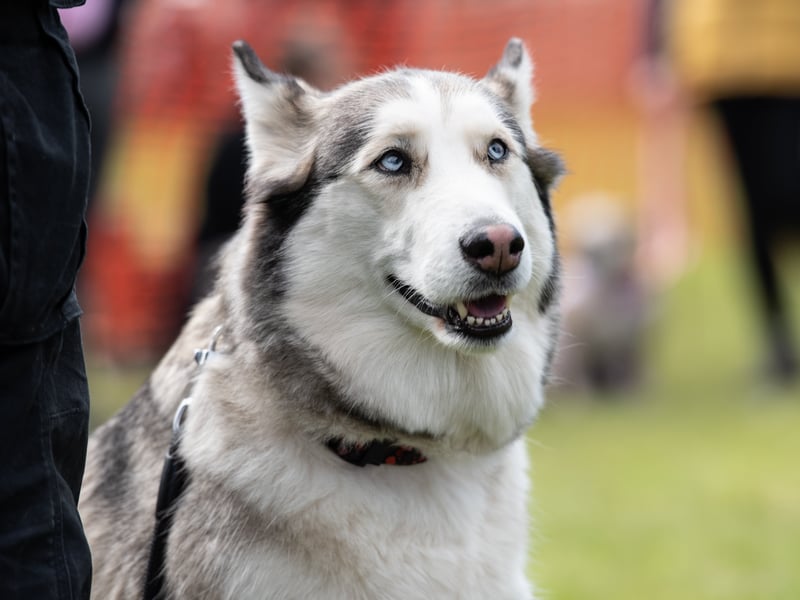 A husky pricks up its ears during the event.