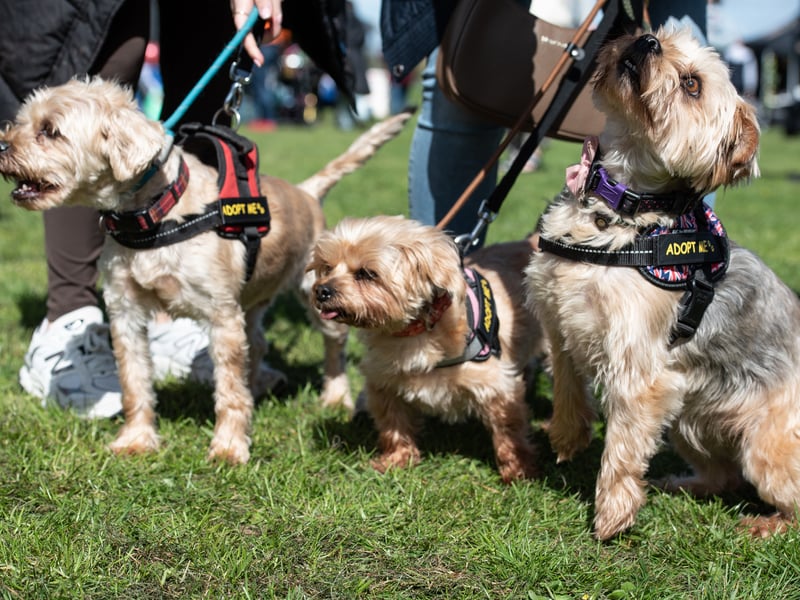 Rocky, Tara and Joey the Yorkie-Shih Tzus are among the dogs at Homeless Hounds waiting for their forever homes.