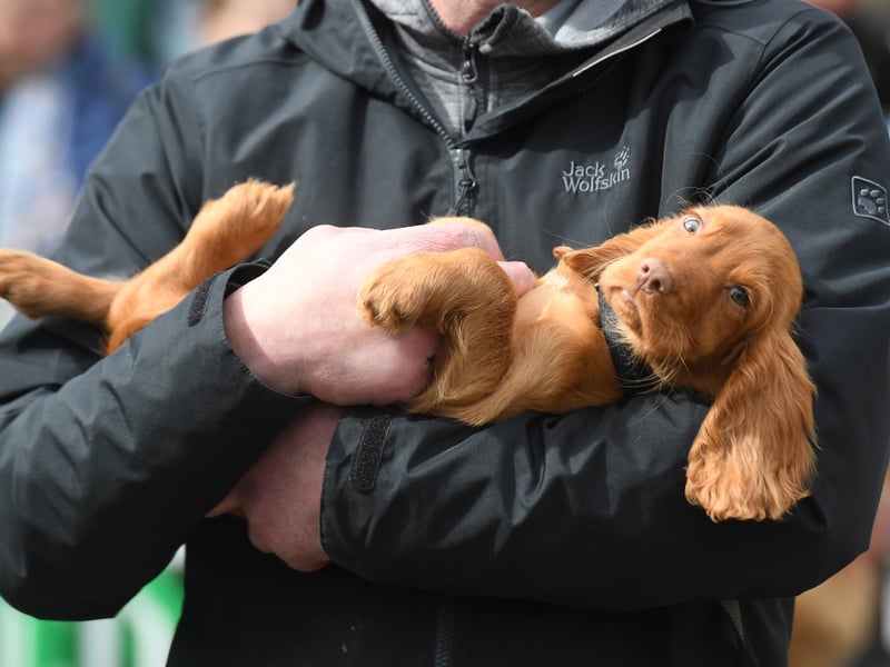 Billy the pup was among those to relax as he enjoyed the show.