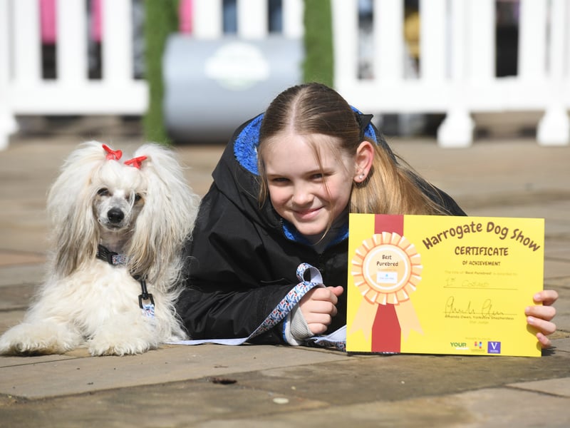 10-year-old Astarla Jackson with Cosmo the Chinese Crested Powder Puff that won Best Purebred at the show.