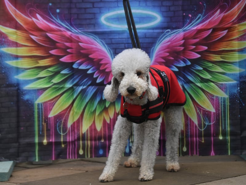 Berti the Bedlington Terrier poses for a perfect new profile picture.