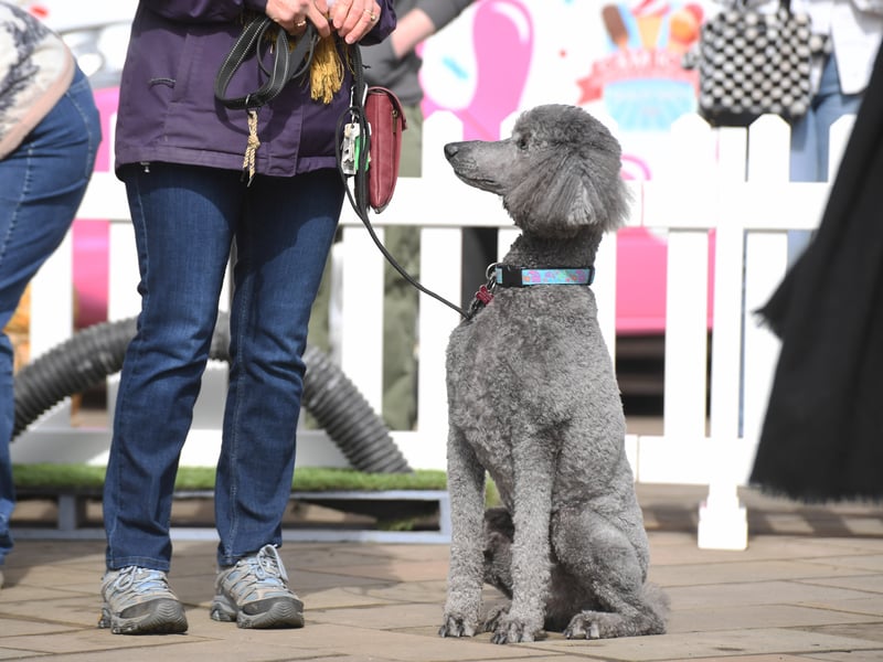 The event was held between 10am and 4pm and featured a range of classes and competitions.