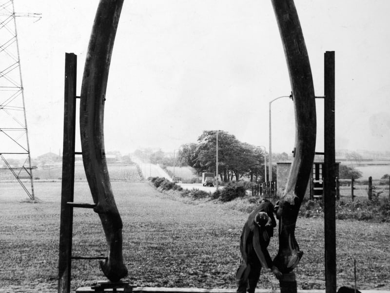 May 1967 and a workman is busy putting the finishing touches to a 20ft arch constructed from the jawbones of a 90 ton whale.