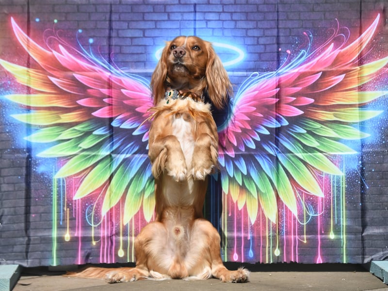 Anakin the Cocker Spaniel poses with the angel wings
