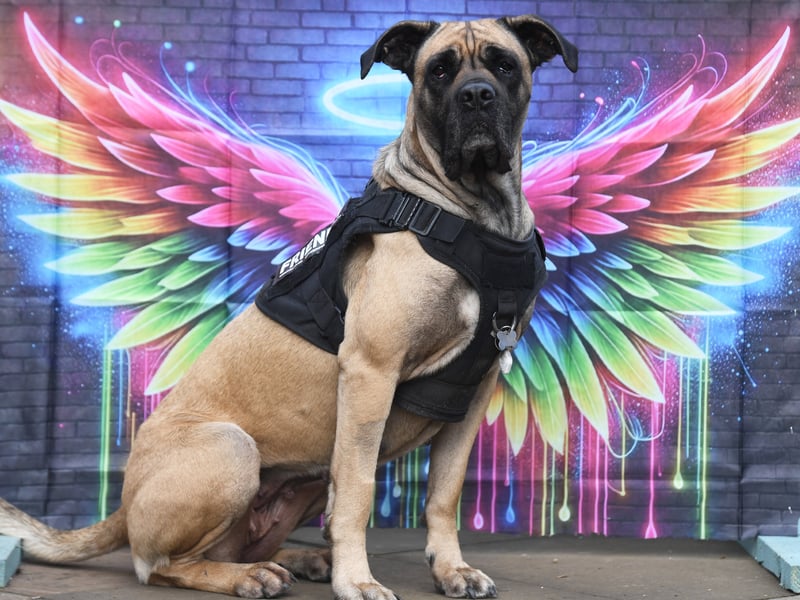 Lola the American Bull Mastif looking delighted with her angel wings