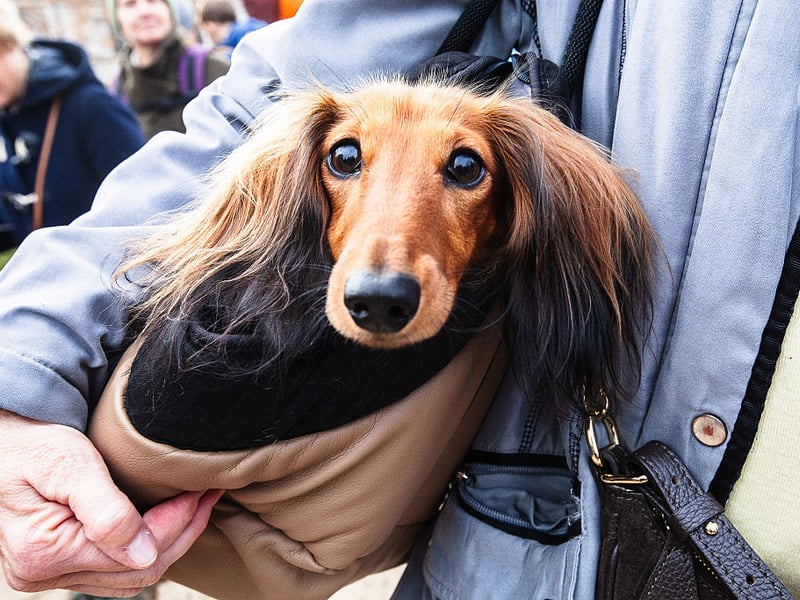That long spine that gives the Dachshund it's sausage dog shape means problems like intervertebral disc disease are common. These wee characters are also prone to obesity, dental issues, and patellar luxation.