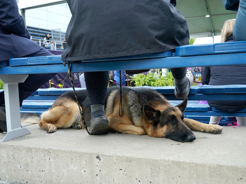 Obtaining a German Shepherd from a good breeder should hopefully minimise the risk of getting a dog with hip dysplasia - a painful condition that affects puppies that can be prevented through careful screening. German Shepherds are also more likely to develop cataracts, cardiomyopathy, and skin allergies than most other breeds.